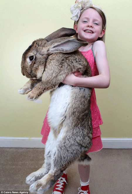 Bé Mia rất thích chơi với chú thỏ to khổng lồ.