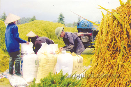 Tăng trưởng kinh tế nông nghiệp của Yên Bái giai đoạn 2011 - 2015 dự kiến ở mức 5,12%/năm. Tỉnh đã từng bước giải quyết ổn định an ninh lương thực trên địa bàn, đặc biệt ở vùng cao, vùng đặc biệt khó khăn. (Ảnh: Hoàng Trung Hiếu)