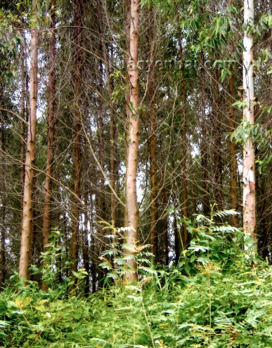 Khá nhiều diện tích rừng, đất rừng đã bị người dân xâm chiếm canh tác.