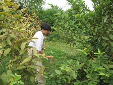 Dự án “Trồng thử nghiệm ổi xen cam” tại huyện Quỳ Hợp,tỉnh Nghệ An nhằm hạn chế tối đa khả năng hạn chế tối đa khả năng xuất hiện và gây hại của rầy chổng cánh, tác nhân lan truyền bệnh Greening. (Ảnh minh họa)