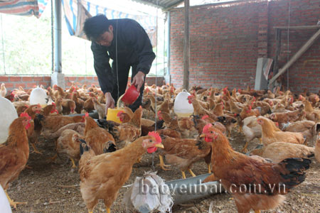 Nhiều nông dân Lục Yên chọn chăn nuôi để phát triển kinh tế hộ.