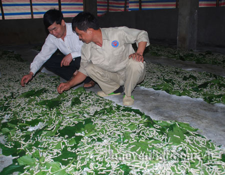 Người dân xã Xuân Long bước đầu xây dựng mô hình trồng dâu nuôi tằm cho hiệu quả kinh tế cao.
