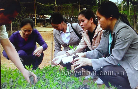 Mô hình vườn ươm của chị Tăng Thị Yên cho hiệu quả kinh tế cao.