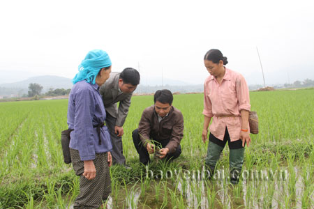 Cán bộ Phòng Nông nghiệp và Phát triển nông thôn Văn Chấn kiểm tra quá trình sinh trưởng, phát triển của cây lúa.
