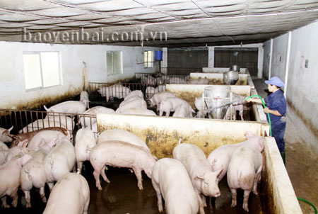 Công nhân Công ty TNHH Hòa Bình Minh chăm sóc đàn lợn thịt. Ảnh: Linh Chi