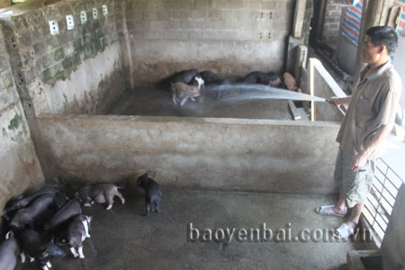 Khu chăn nuôi của gia đình ông Tạ Quang Nhi ở tổ 8, phường Tân An luôn thoáng mát, sạch sẽ.