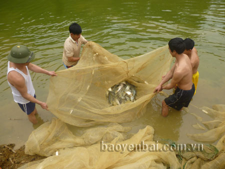 Câu lạc bộ nuôi cá nước ngọt ở xã Quy Mông hoạt động hiệu quả.