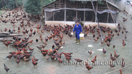 Mô hình nuôi gà của gia đình anh Hoàng Ngọc Minh ở thôn 3, thị trấn Cổ Phúc.

