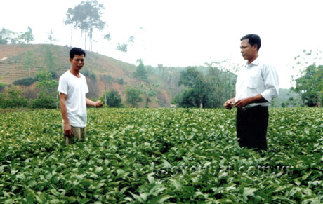 Chè chất lượng cao đang trồng đại trà ở xã Bảo Hưng.
