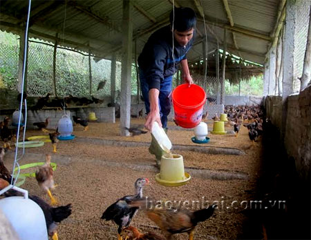 Anh Hoàng Huy Tuấn chăm sóc đàn gà.

