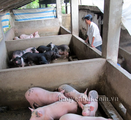 Nhờ làm tốt công tác phòng, chống dịch bệnh, nên mô hình chăn nuôi lợn hàng hóa của gia đình anh Hoàng Văn Lâm ở Bản Xa, xã Nghĩa Lợi, thị xã Nghĩa Lộ cho thu nhập cao.
