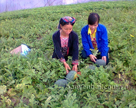 Người dân xã Yên Thành, huyện Yên Bình trồng dưa hấu trên đảo hồ, đem lại thu nhập cao.
