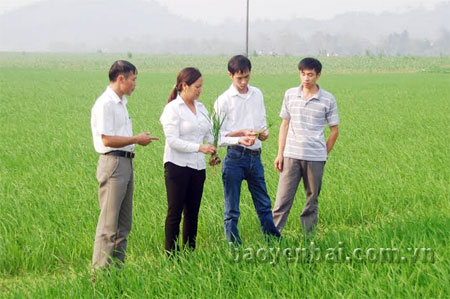 Cán bộ Phòng Nông nghiệp và Phát triển nông thôn huyện Văn Yên thường xuyên kiểm tra diện tích gieo cấy lúa Chiêm Hương.