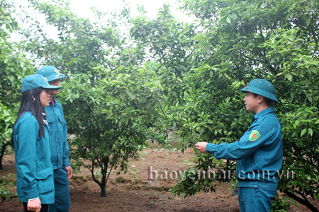 Đồng chí Nguyễn Ngọc Cừ (bên phải) hướng dẫn dân quân tổ dân phố 6 kỹ thuật chăm sóc và phòng trừ sâu bệnh cho cây cam Đường Canh.
