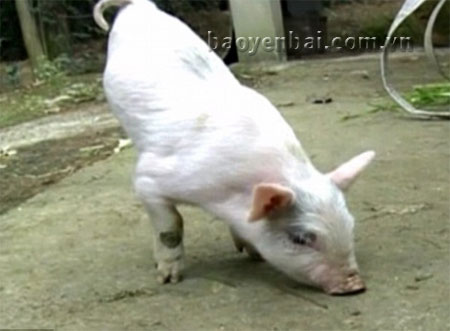 Siêu lợn hít mũi quanh đất để tìm kiếm đồ ăn.