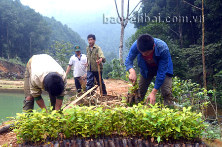 Nông dân huyện Trấn Yên chuẩn bị cây giống phục vụ công tác trồng rừng.
