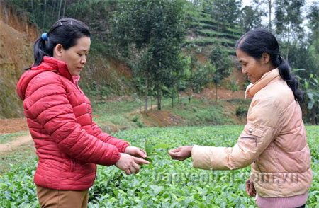 Khuyến nông viên Phạm Thị Kim Yến (bên trái) trao đổi cách chăm sóc chè với bà Nguyễn Thị Lựu.