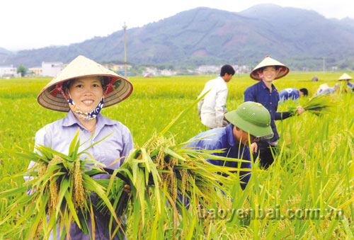 Nông dân và doanh nghiệp cần tăng cường liên kết sản xuất và tiêu thụ sản phẩm. Ảnh: Thu hoạch lúa mùa ở xã An Thịnh (Văn Yên). (Ảnh: Thanh Miền)