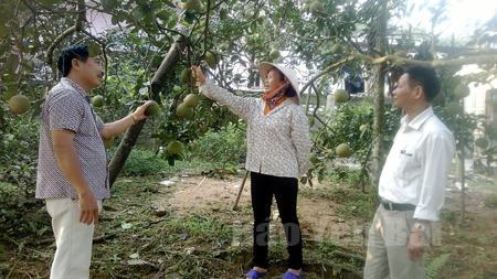 Vườn bưởi của gia đình chị Nguyễn Thị Chức mỗi năm cho thu nhập trên 100 triệu đồng.
