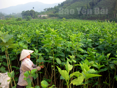 Người dân huyện Trấn Yên thu hái dâu.
(Ảnh: Phạm Minh)