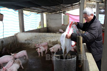 Ông Nguyễn Huy Lưu cho lợn ăn bằng máng ăn tự động.
