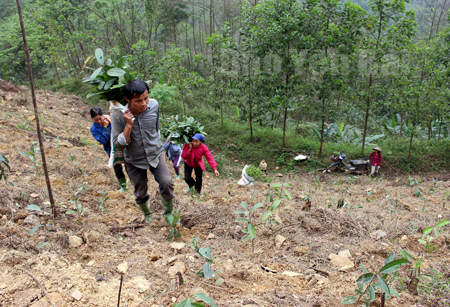 Anh Bồ Xuân Tân, thôn 3B, xã Việt Cường, cùng bà con chuyển cây giống đi trồng rừng.