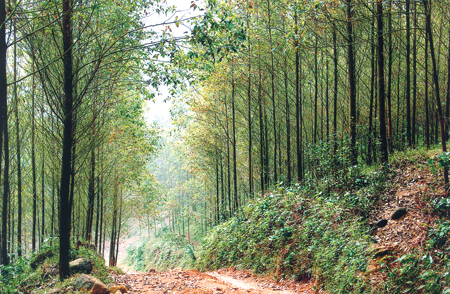 Nguồn nguyên liệu gỗ rừng trồng ở xã Vĩnh Kiên, huyện Yên Bình.
(Ảnh: Thanh Miền)