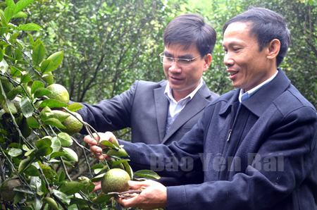 Trang trại trồng cam của gia đình anh Nguyễn Quốc Khánh, thôn 8, xã Khánh Hòa (bên phải) mỗi năm cho thu nhập trên 700 triệu đồng.