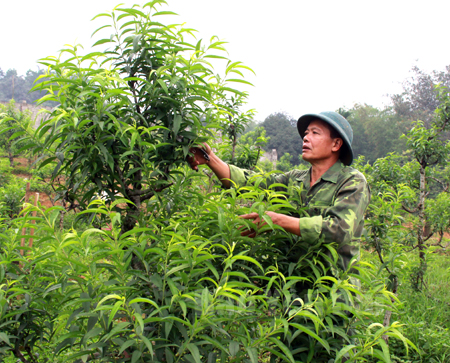 Mô hình trồng cây cảnh của hội viên Nguyễn Đức Huệ đạt danh hiệu hộ sản xuất, kinh doanh giỏi cấp tỉnh.
