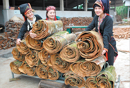 Sản phẩm quế vỏ của huyện Văn Yên chuẩn bị đưa đi tiêu thụ trên thị trường. (Ảnh: Thanh Miền)