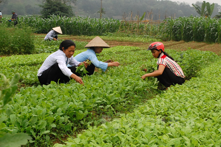 Mô hình sản xuất rau sạch của một số hộ dân tại xã Yên Hợp (Văn Yên).