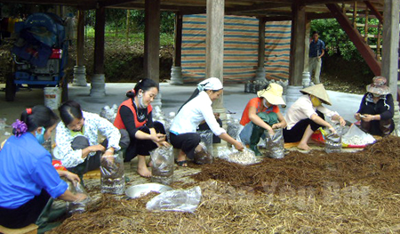 Lớp học nghề trồng nấm tại xã Phúc Sơn.
