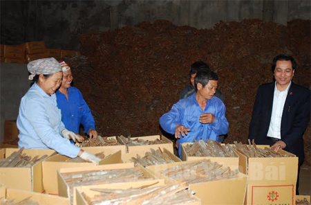 Lãnh đạo Ngân hàng Nông nghiệp và Phát triển nông thôn huyện Văn Yên (bên phải) kiểm tra sử dụng vốn vay sản xuất kinh doanh của Công ty TNHH Hoàng Quế.

