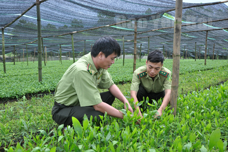 Cán bộ kiểm lâm huyện Văn Chấn kiểm tra cây giống trước khi trồng.
