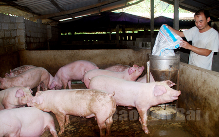 Mô hình nuôi lợn của gia đình anh Nguyễn Minh Thao ở thôn Tồng Táng cho thu nhập trên 100 triệu đồng/năm.