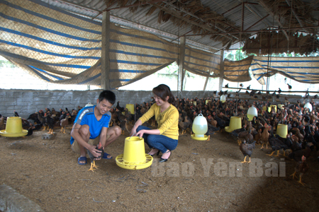 Mô hình chăn nuôi gà của gia đình anh Nguyễn Tử Long ở thôn 1, xã Báo Đáp.