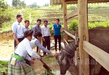 Cán bộ Phòng Nông nghiệp và Phát triển nông thôn huyện kiểm tra, hướng dẫn nhân dân thực hiện mô hình chăn nuôi đại gia súc.