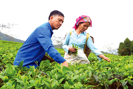 Nông dân xã Gia Hội thu hái chè Shan.