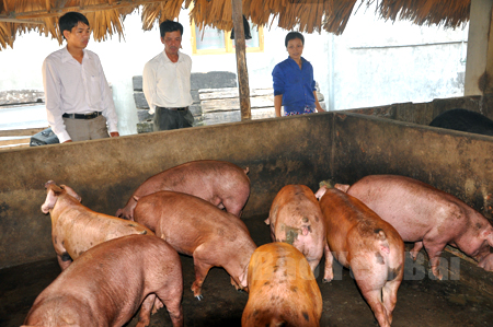 Mô hình chăn nuôi lợn mang lại hiệu quả kinh tế cao của nông dân phường Hợp Minh, thành phố Yên Bái.