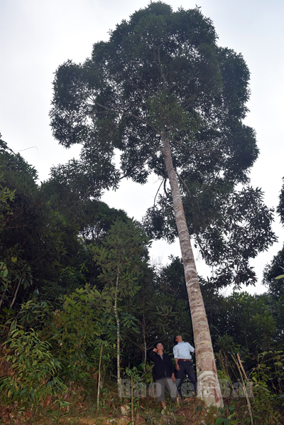 Một cây quế giống bảo tồn nguồn gen ở thôn Khe Đóm 1, xã Xuân Tầm, huyện Văn Yên.
