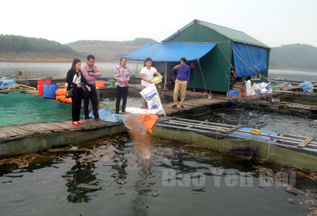 Nuôi cá lồng trên hồ Thác Bà.