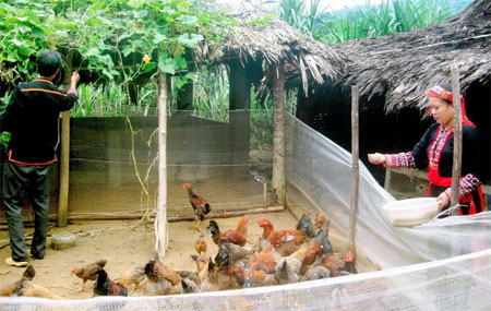 Đào ao thả cá trên nuôi gà thả vườn nuôi vịt dưới vườn cây ăn quả nông  dân Quảng Nam giàu lên
