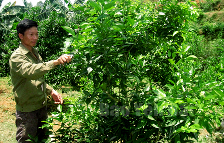 Đến nay, xã Hưng Thịnh đã có gần 100 ha cây ăn quả đem lại nguồn thu nhập đáng kể cho nông dân. (Trong ảnh: Anh Nguyễn Văn Tươm ở thôn Yên Định chăm sóc quýt).