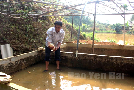 Tận dụng nguồn nước, anh Hờ Xa Páo, bản Trống Tông, xã Chế Cu Nha đã xây dựng hệ thống ao nuôi cá mang lại thu nhập gần 20 triệu đồng/ năm cho gia đình.