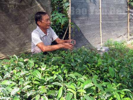 Người dân xã Y Can, huyện Trấn Yên kiểm tra sinh trưởng của cây quế giống.
