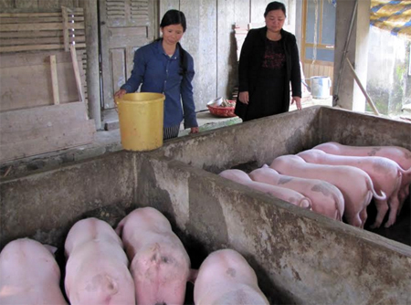 Mô hình chăn nuôi lợn thương phẩm của hội viên Trần Thị Thắm - Chi hội Khe Dứa, Hội Phụ nữ xã Viễn Sơn cho thu nhập khá.