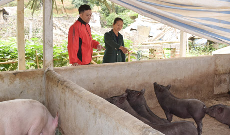 Hộ bà Phan Thị Đổi đang tiếp tục mở rộng quy mô chuồng trại chăn nuôi lợn và tập trung đầu tư vào lợn nái