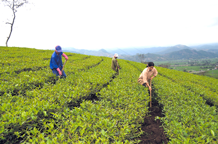 Nông dân huyện Văn Chấn chăm sóc chè xuân.