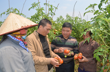 Kiểm soát viên HTX Nông sản sạch Phù Nham hướng dẫn hội viên chăm sóc, thu hái cà chua.