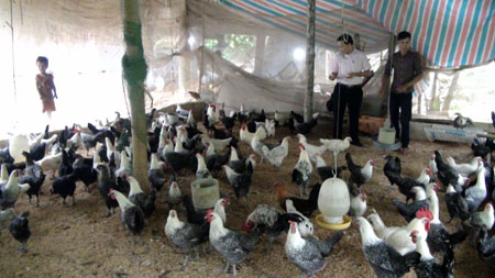 Cơ sở chăn nuôi của anh Nguyễn Văn Mừng mang lại hiệu quả kinh tế cao.